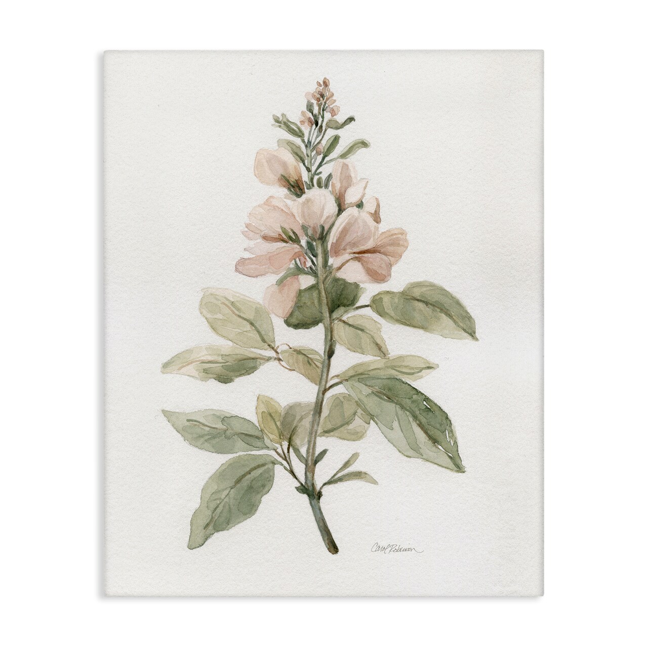 Stupell Industries Subtle Watercolor Botanicals Canvas Wall Art Design by Carol Robinson